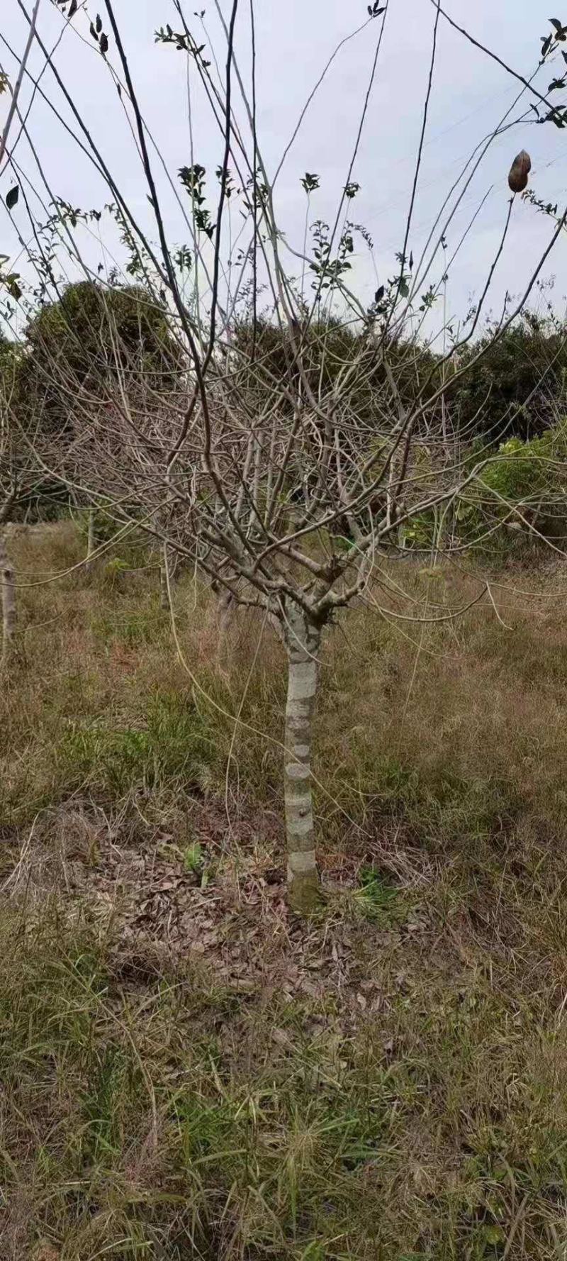 精品垂丝海棠基地直销量大从优欢迎选购