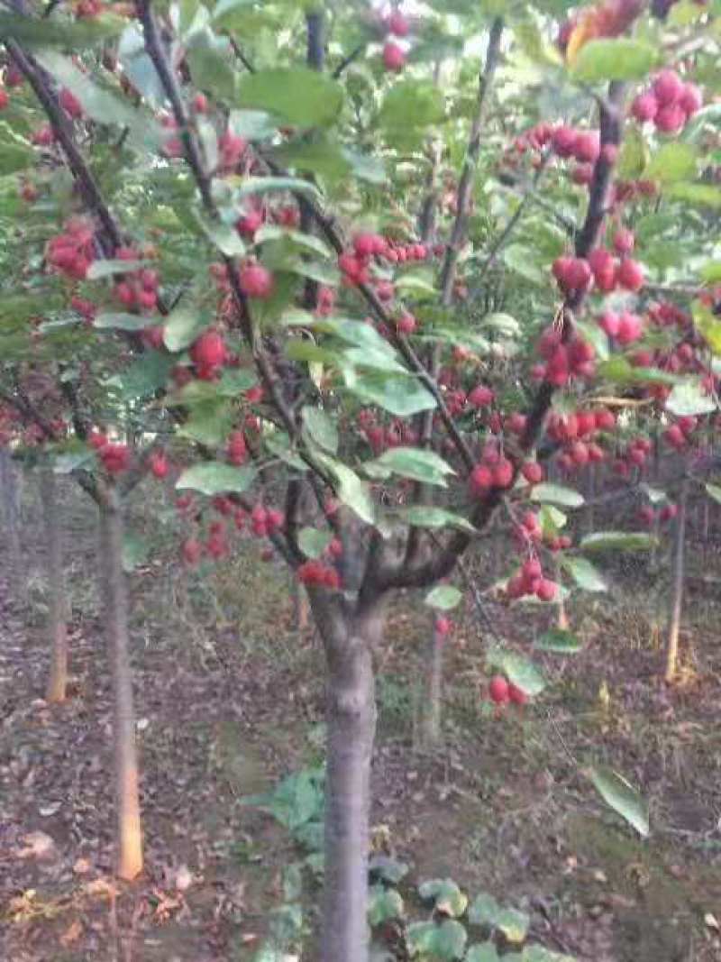 精品垂丝海棠基地直销量大从优欢迎选购