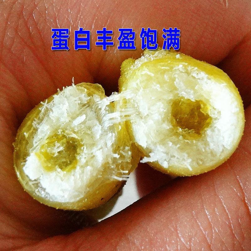 豆虫豆丹高蛋白大豆虫野生豆虫山货昆虫个大黄多营养丰富