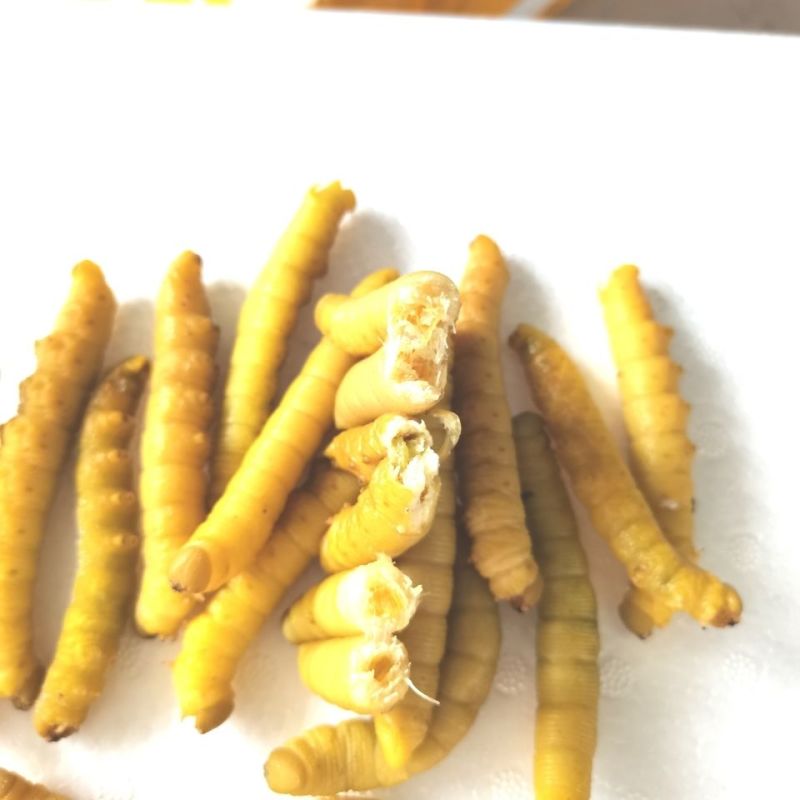 豆虫豆丹高蛋白大豆虫野生豆虫山货昆虫个大黄多营养丰富