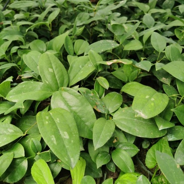 广西白肉粉质土茯苓苗土茯苓苗土茯苓种植苗土茯苓种植苗