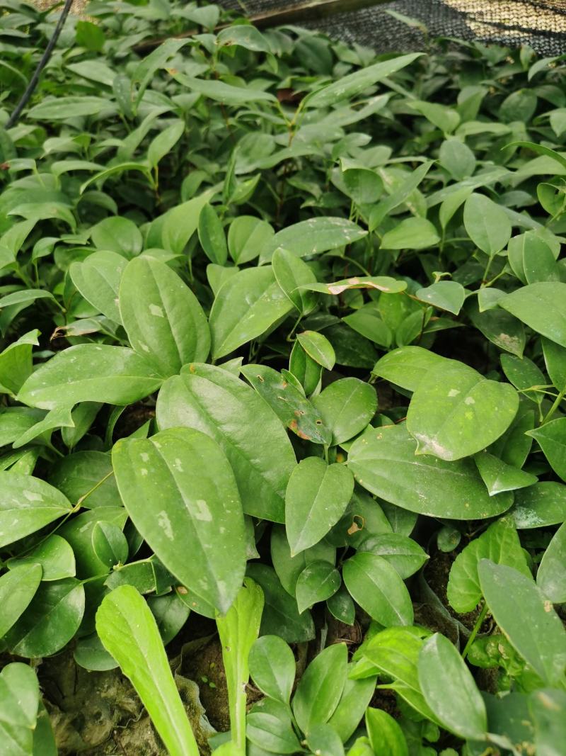广西白肉粉质土茯苓苗土茯苓苗土茯苓种植苗土茯苓种植苗