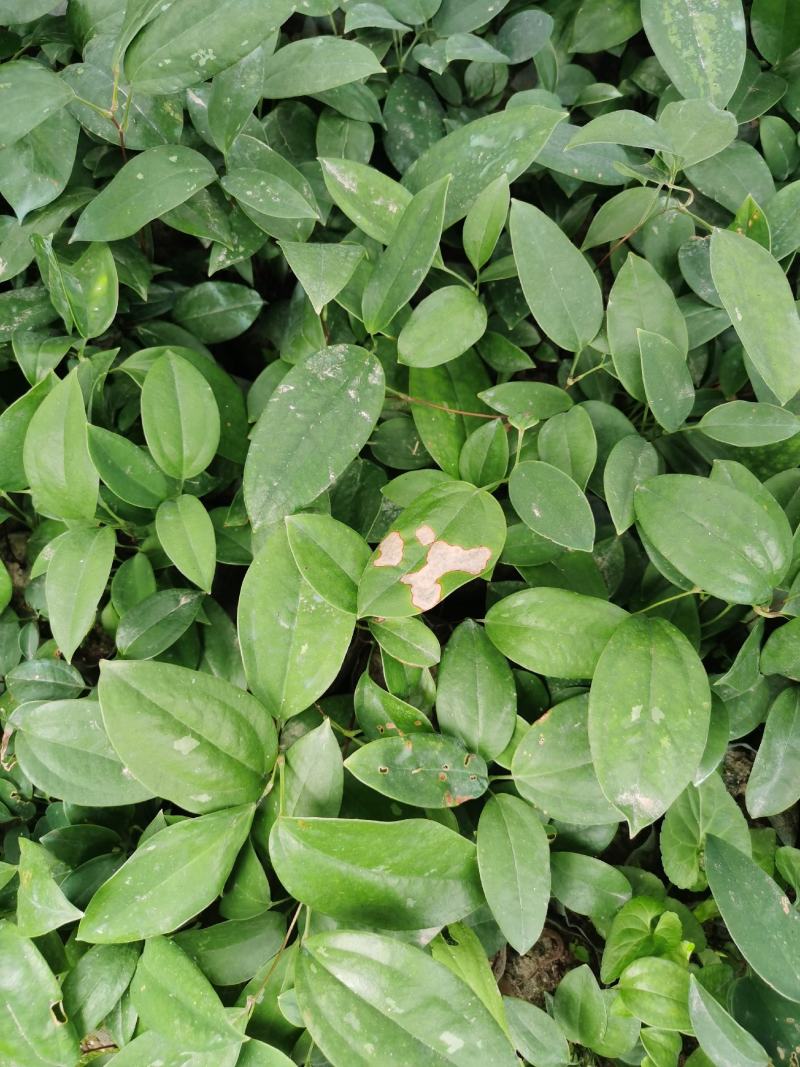 广西白肉粉质土茯苓苗土茯苓苗土茯苓种植苗土茯苓种植苗