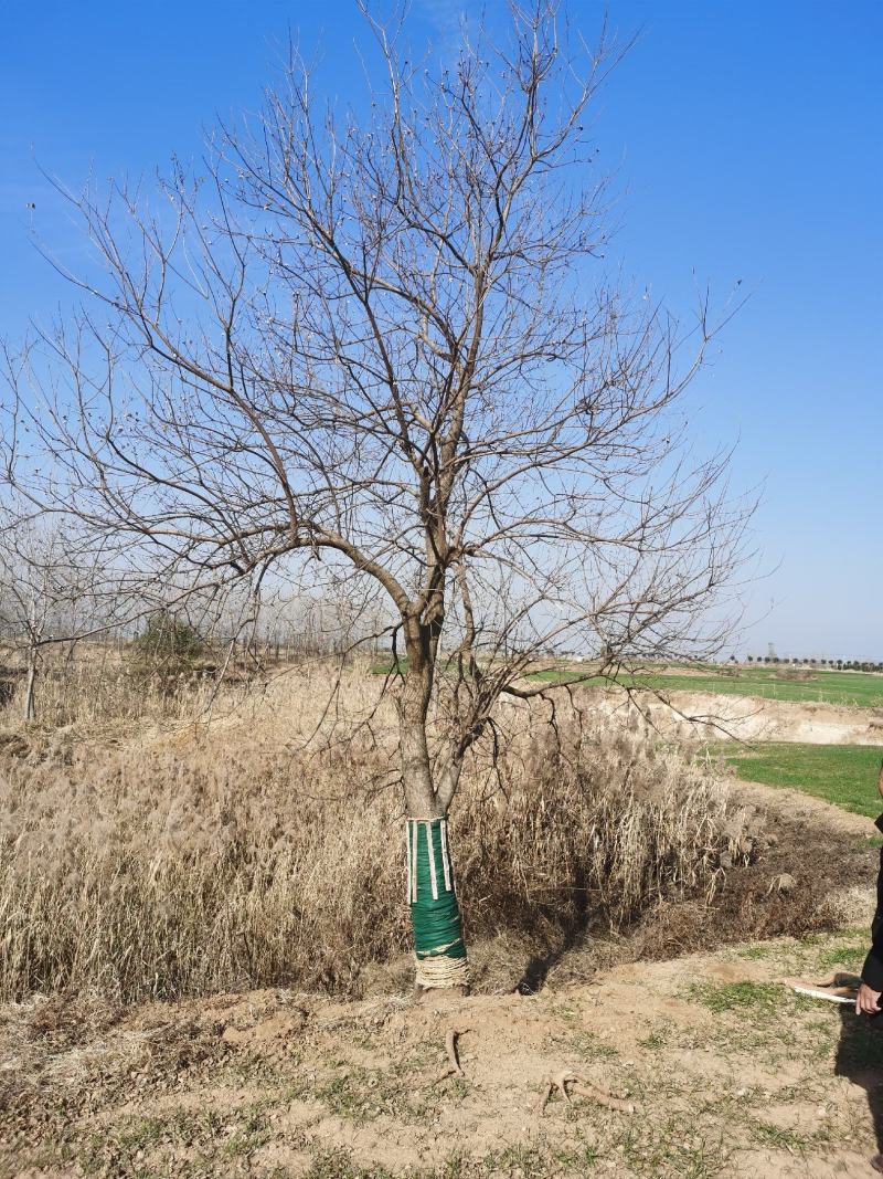 乌桕沭阳基地直供无中间商有需要的新老客户联系我