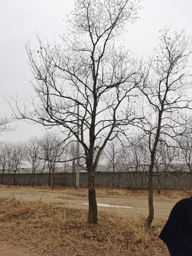 乌桕沭阳基地直供无中间商有需要的新老客户联系我