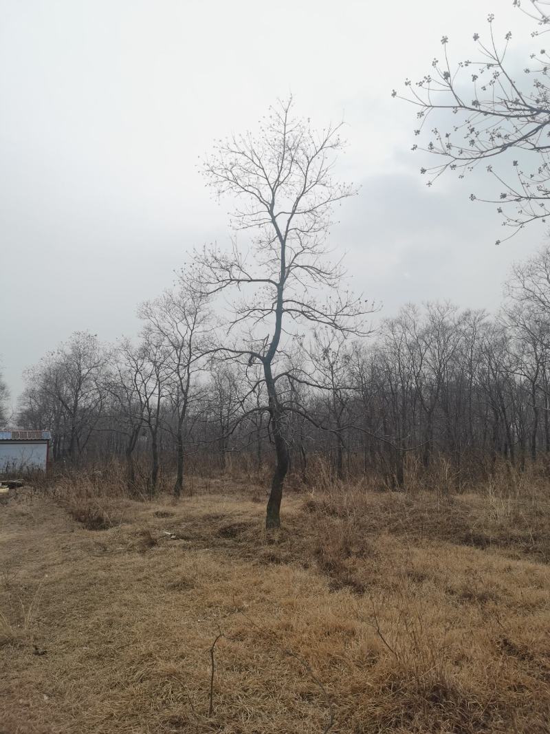 乌桕沭阳基地直供无中间商有需要的新老客户联系我