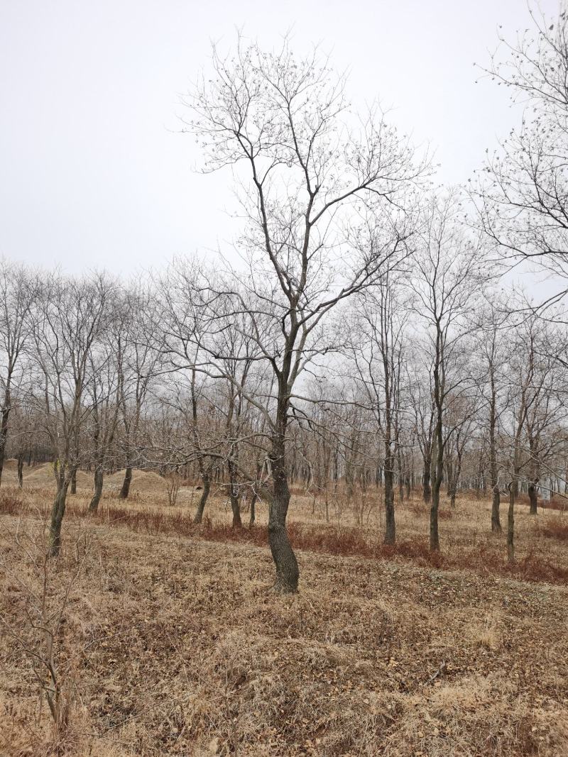 乌桕沭阳基地直供无中间商有需要的新老客户联系我