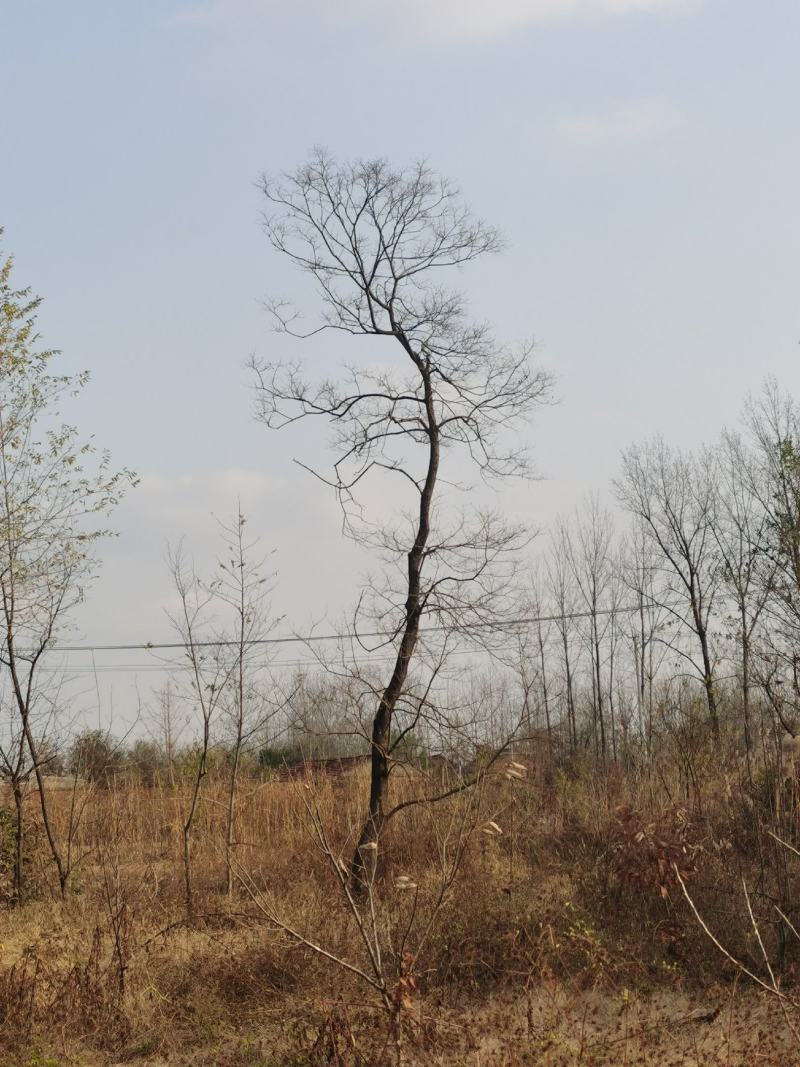 乌桕沭阳基地直供无中间商有需要的新老客户联系我