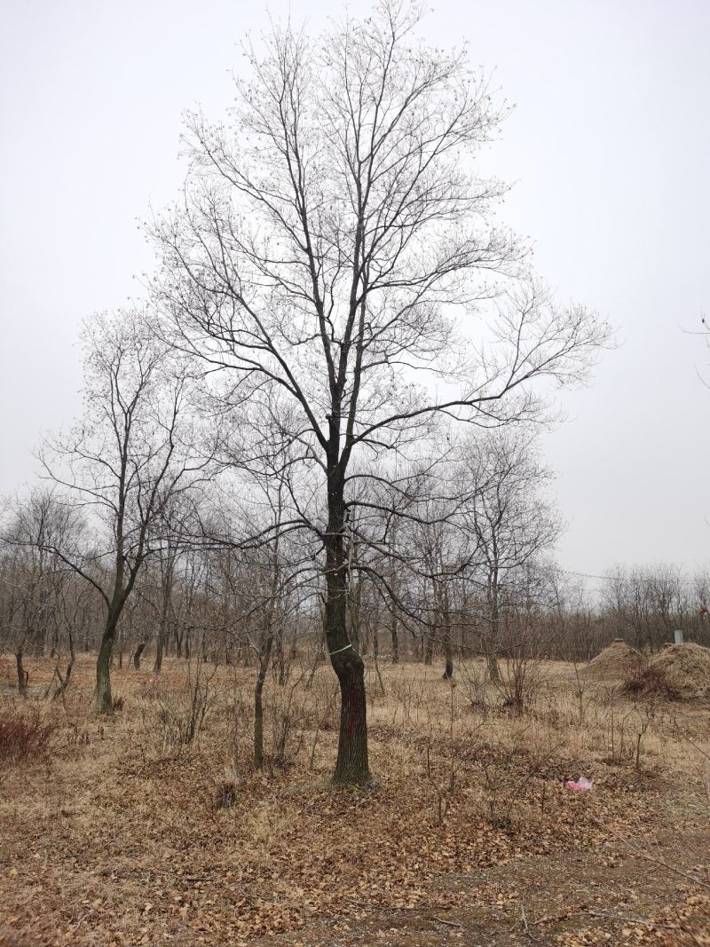 乌桕沭阳基地直供无中间商有需要的新老客户联系我