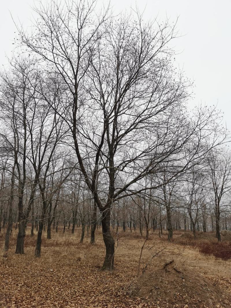 乌桕沭阳基地直供无中间商有需要的新老客户联系我