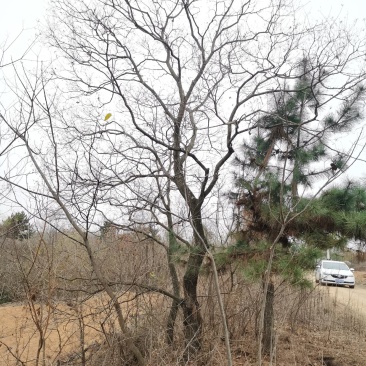 乌桕沭阳基地直供无中间商有需要的新老客户联系我