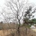 乌桕沭阳基地直供无中间商有需要的新老客户联系我