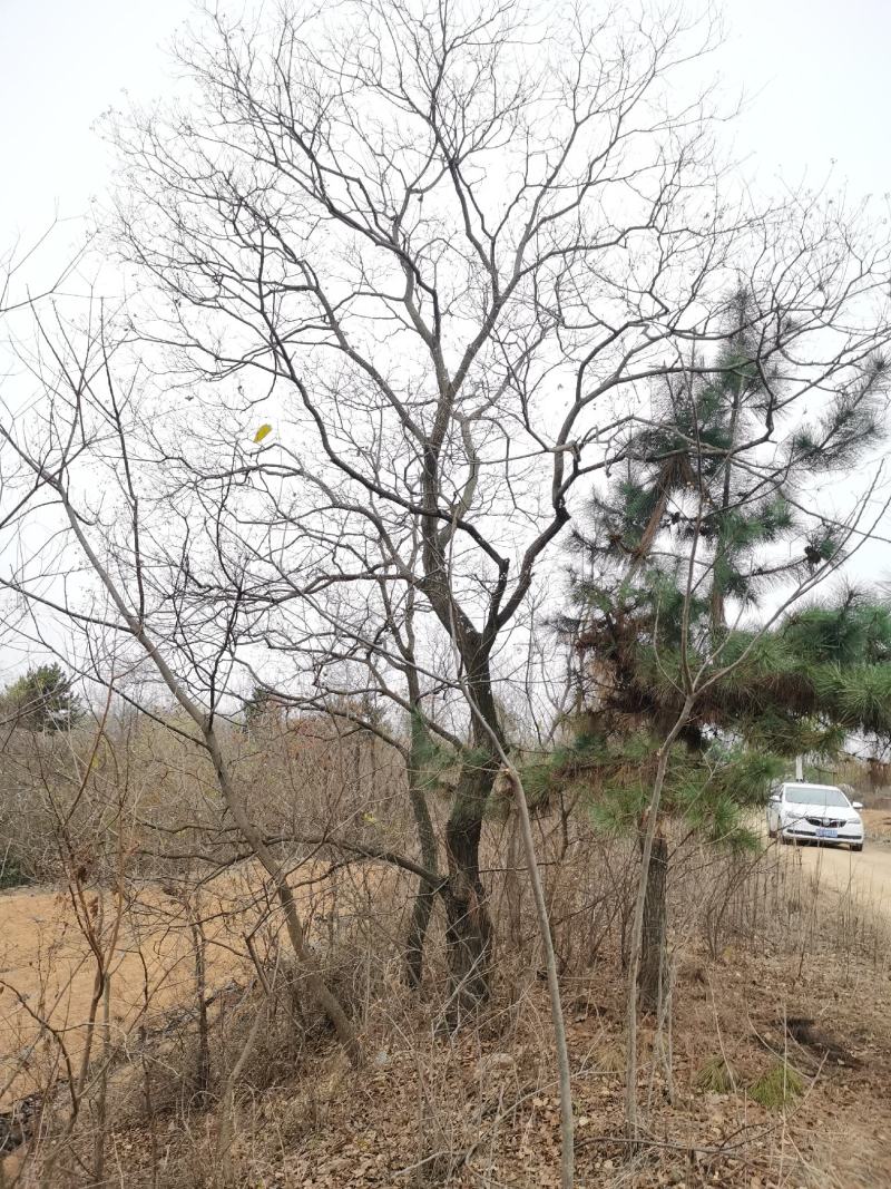 乌桕沭阳基地直供无中间商有需要的新老客户联系我