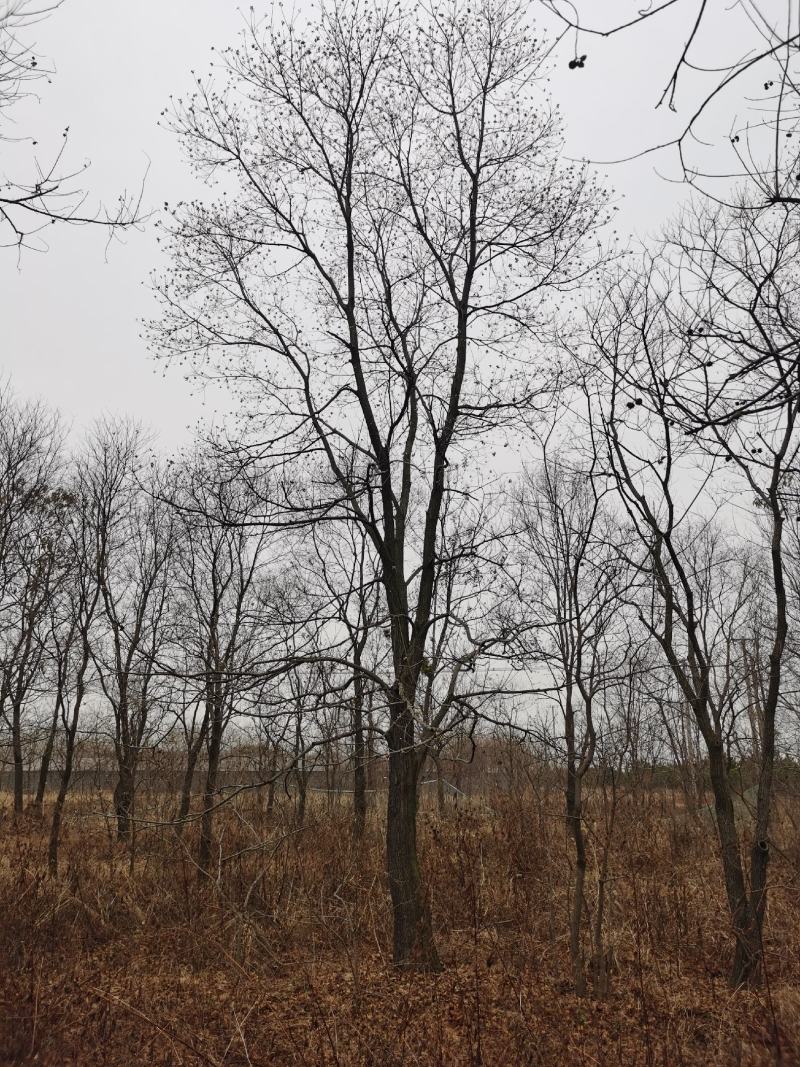 乌桕沭阳基地直供无中间商有需要的新老客户联系我