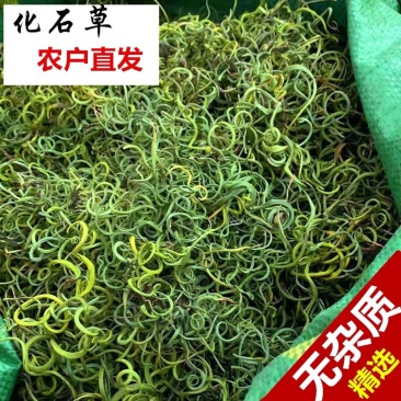 化石草老挝结石草肾精养生茶
