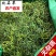 化石草老挝结石草肾精养生茶