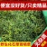 化石草老挝结石草肾精养生茶