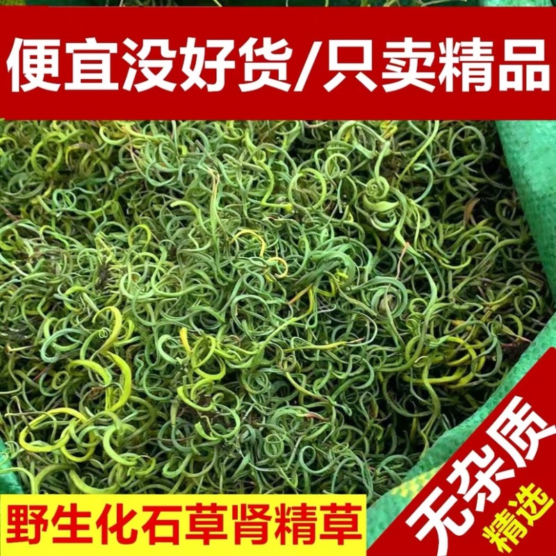 化石草老挝结石草肾精养生茶