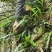 化石草老挝结石草肾精养生茶