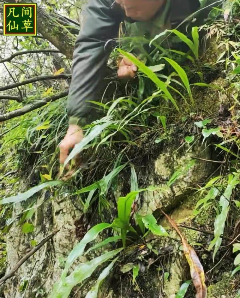 化石草老挝结石草肾精养生茶
