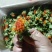 红花果红花头橙菠萝产地直销