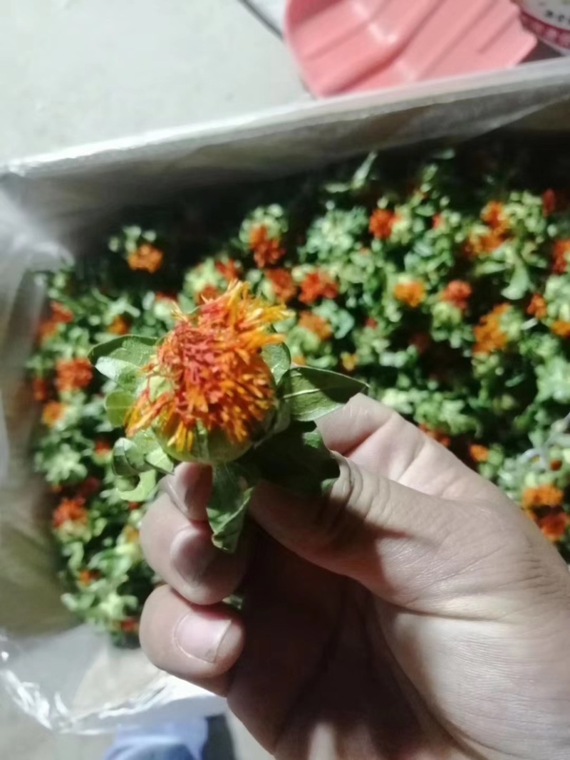红花果红花头橙菠萝产地直销