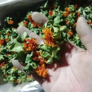 红花果红花头橙菠萝产地直销