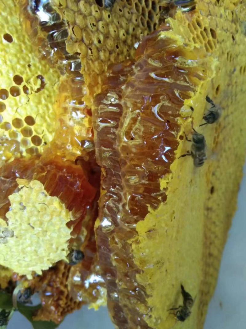 云南省德宏州纯正野生蜂蜜