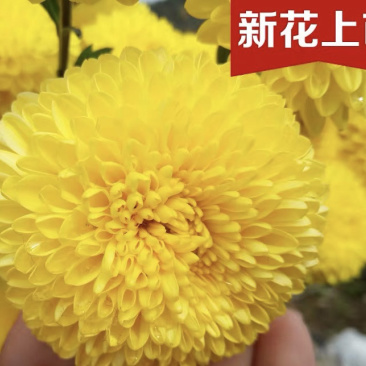 金丝皇菊头茬菊花新货