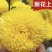 金丝皇菊头茬菊花新货