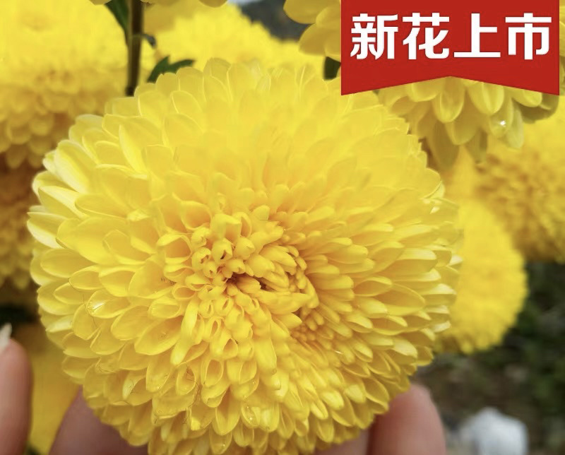 金丝皇菊头茬菊花新货