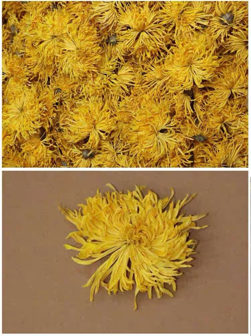 金丝皇菊头茬菊花新货