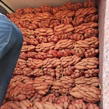 山东地瓜基地长期售龙九，品种纯口感香无丝甜可视频看货