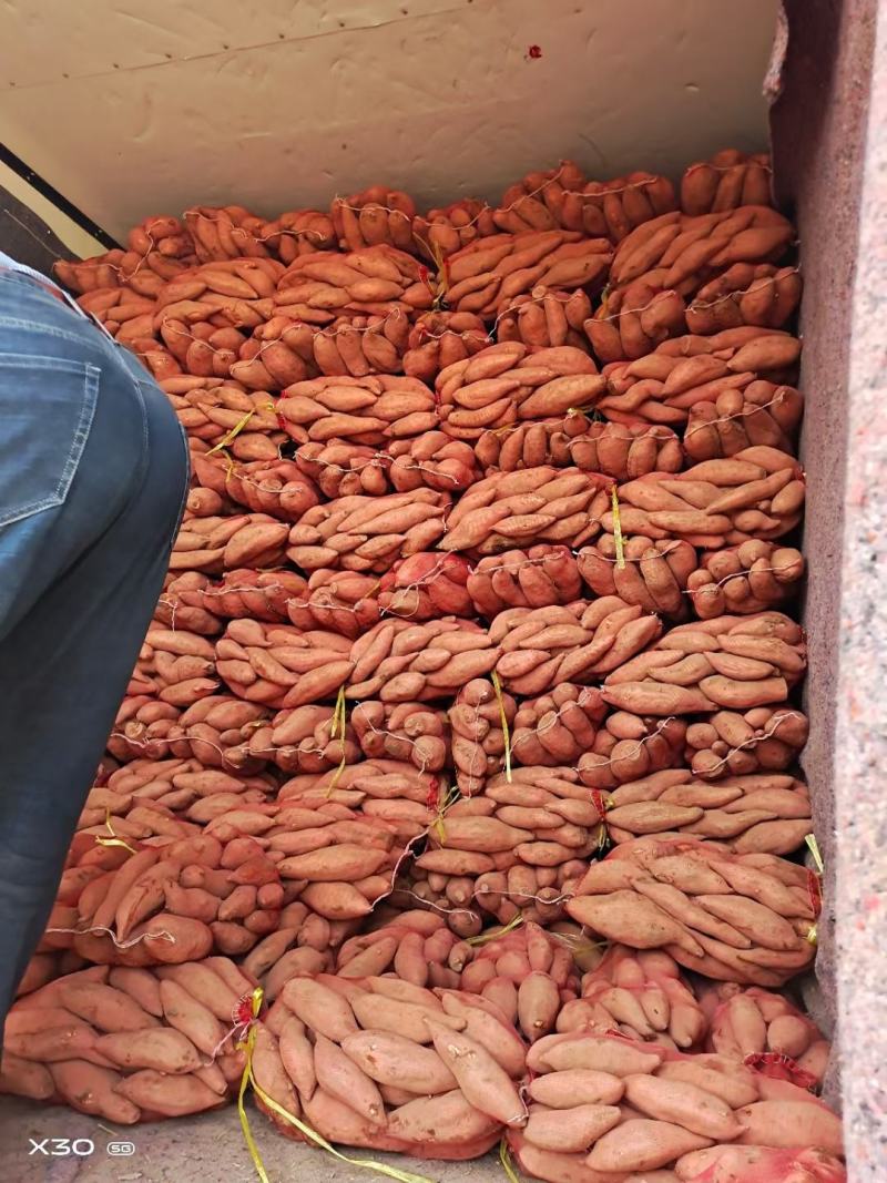 山东地瓜基地长期售龙九，品种纯口感香无丝甜可视频看货