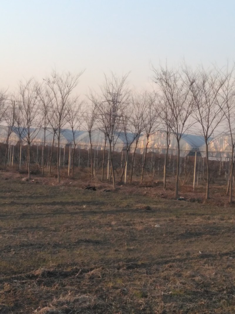 榉树8公分14510公分255上车！急售1500棵