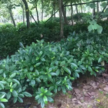 非洲茉莉常绿灌木袋装苗