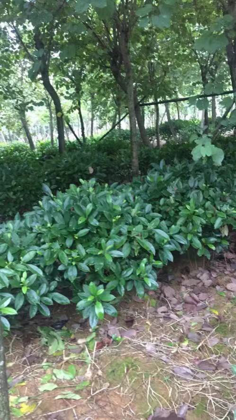 非洲茉莉常绿灌木袋装苗