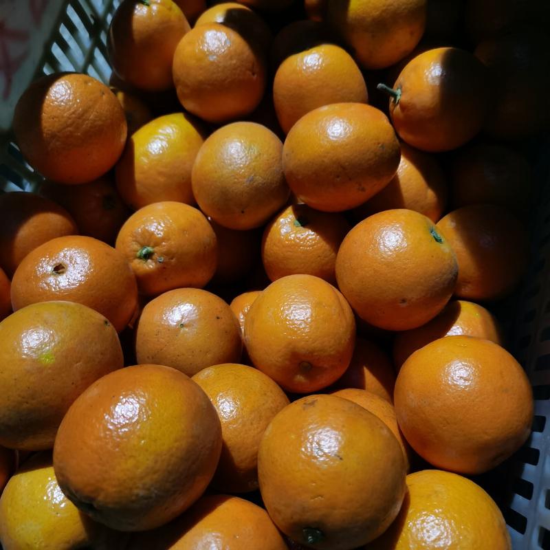 湖北伦晚果冻脐橙供应电商团购纯甜一手货源