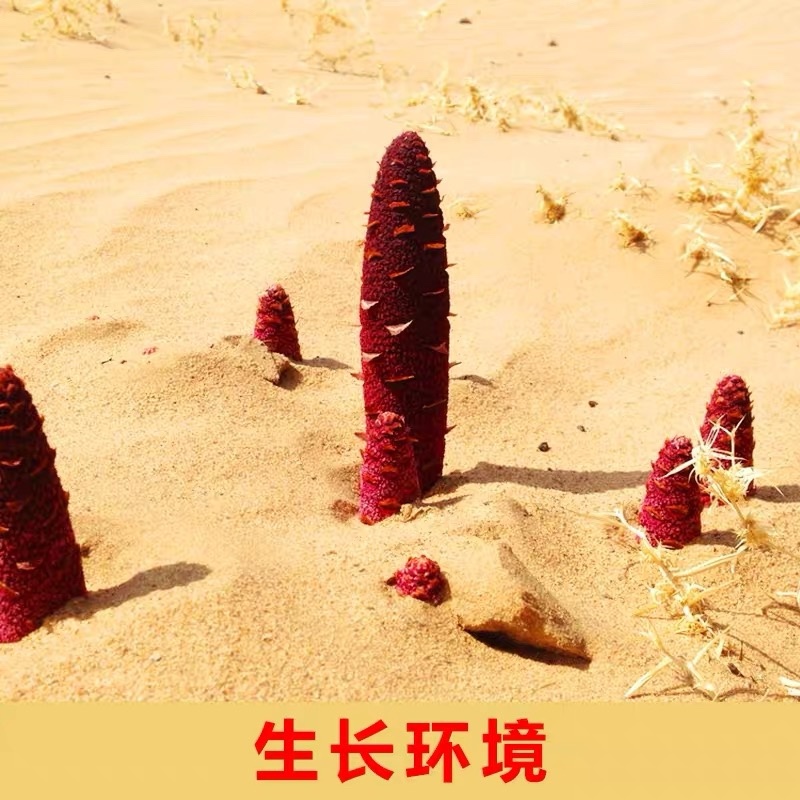 内蒙阿拉善金锁阳条，泡酒料男性滋补泡茶滋补中草药