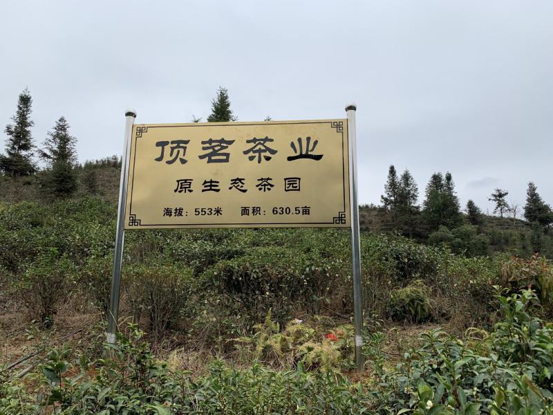 六堡茶小样（5份装）