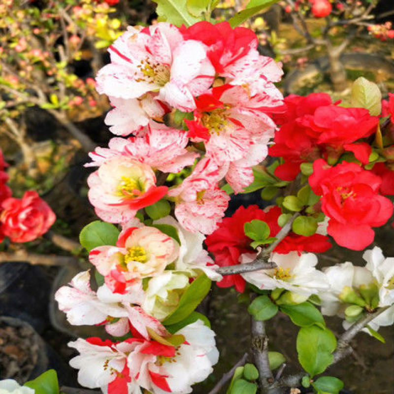 海棠花盆栽带花苞耐寒易活四季海棠树苗红色重瓣海棠花