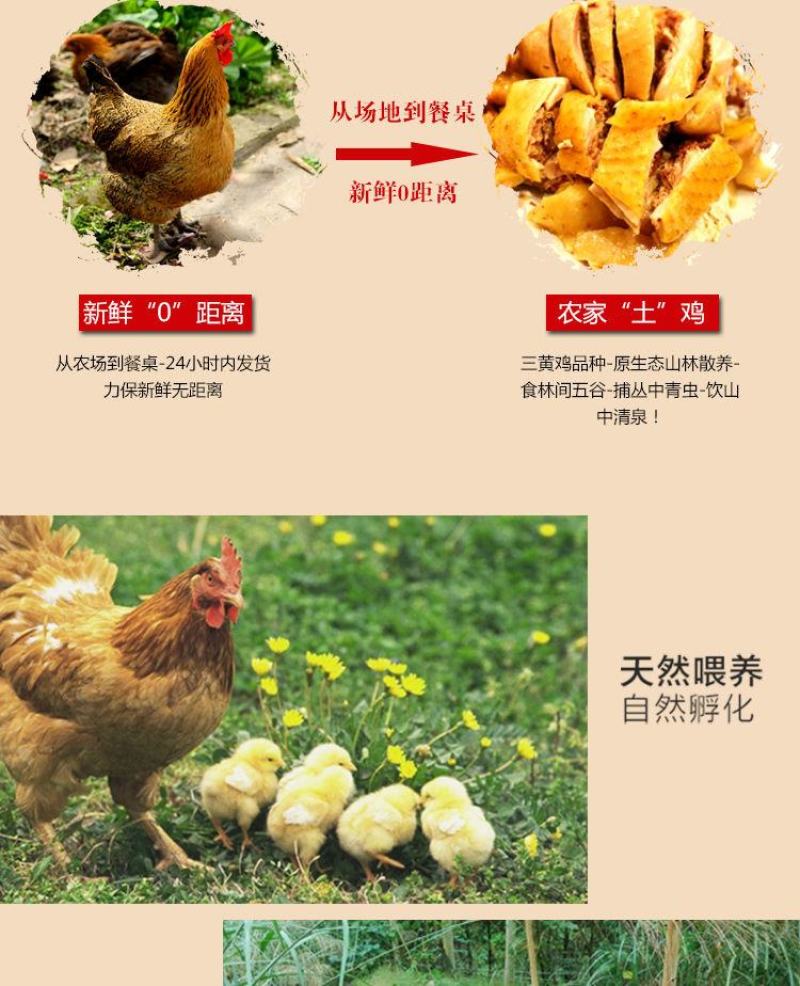 土鸡老母鸡散养土鸡农家散养笨鸡走地鸡2年母鸡