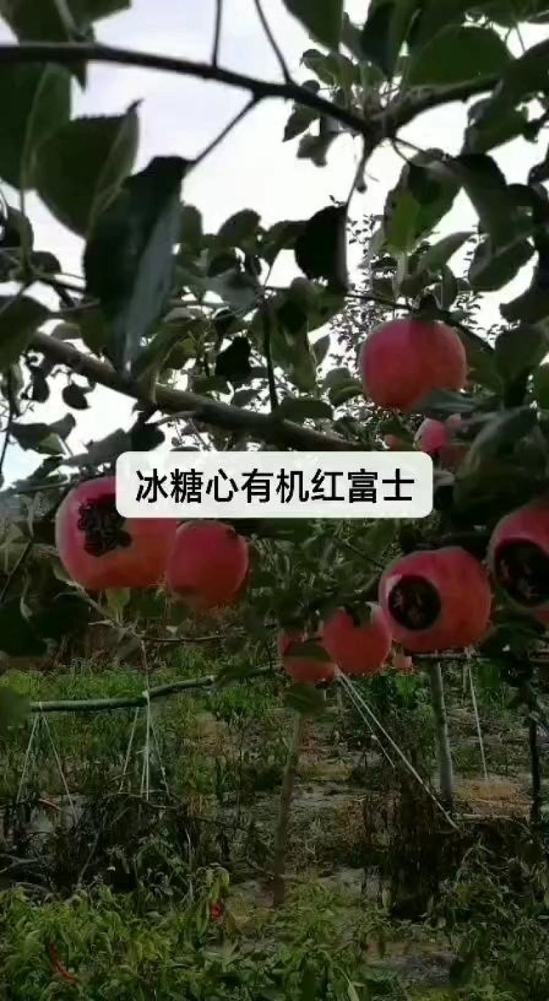 苹果红富士苹果静宁苹果有机红富士苹果地方特别