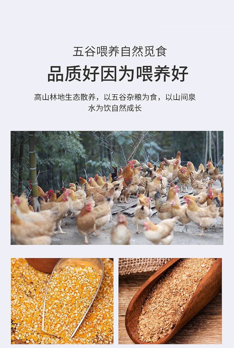 土鸡老母鸡散养土鸡农家散养笨鸡走地鸡2年母鸡