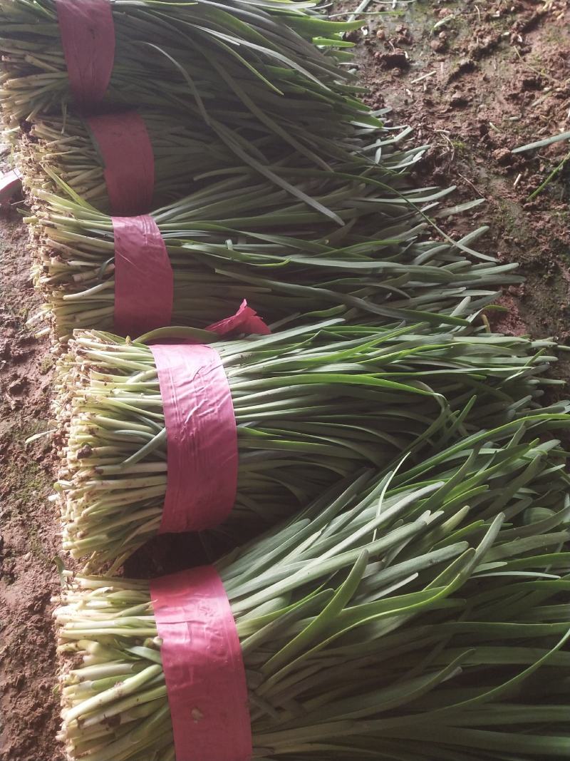 韭菜新鲜蔬菜农家自种精品韭菜上市头刀，二刀都有。