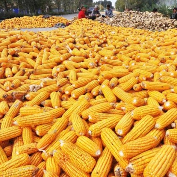 20年秋季新玉米潮粮22个水