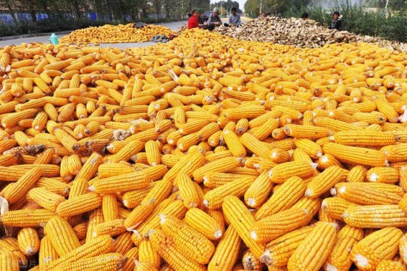 20年秋季新玉米潮粮22个水