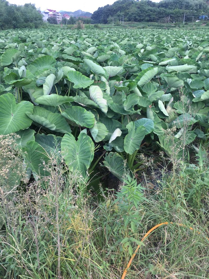 奉化龙香芋头粉糯香样子好美观