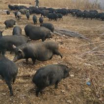 良心藏香猪养殖，繁育仔猪，肥猪支持视频