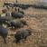 良心藏香猪养殖，繁育仔猪，肥猪支持视频看货